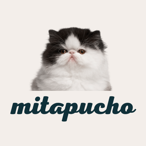 ぷちょのアバター